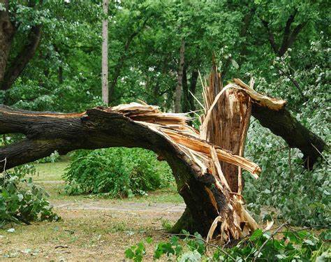 Storm Damage Services – Forever Green Tree Service