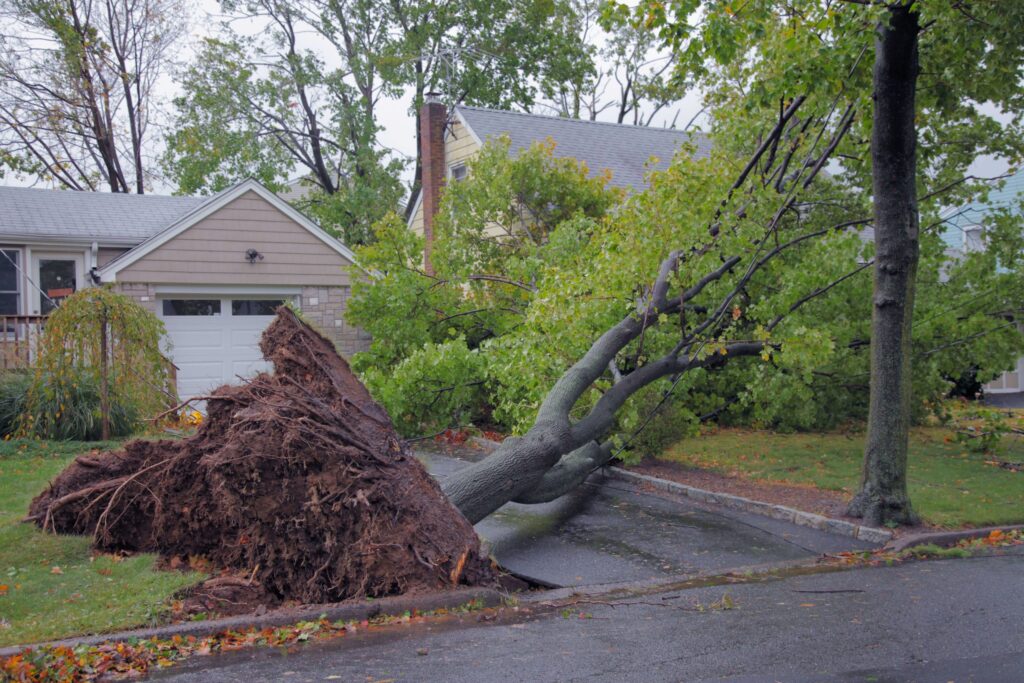 dwarf avocado tree, oak tree roots and damage to house foundations, hydro jetting, basement leak repair, tree roots under house foundation, tree roots and foundations, tree root barrier, oak tree roots and foundations, tree roots under house, can tree roots damage a house foundation, tree roots and buildings, rhizome barrier, foundation problems, tree removal foundation damage, small trees to plant near house, buy trees, trees close to house foundation, tree cutting, cedar tree roots house foundation, tree root foundation damage, tree roots and house foundations, tree roots house foundation, tree root damage to house, cutting down trees, foundation root barrier, can tree roots damage foundation, tree roots foundation, tree roots damage foundation, tree roots affecting foundations, trees and foundations, can oak tree roots damage foundation, redwood tree roots house foundation, remove tree roots under foundation, can tree roots affect house foundations, willow tree roots and foundations, tree roots under foundation, tree root damage to buildings, tree roots growing into foundation, can conifer roots damage house foundations, large acorns, elm tree roots and foundations, conifer tree roots, planting trees near house foundation, emerald tree, ash tree roots, maple tree roots foundation, can maple tree roots damage foundation, tree root removal, trees near house foundations, birch tree roots foundation damage, tree roots near foundation, cutting tree roots under sidewalk, maple tree roots, trees with non invasive root systems, cutting tree roots below ground, coconut palm tree, fir tree roots near house, magnolia tree roots foundation, can pine tree roots damage foundation, tree roots under asphalt driveway, pine tree lumber, conifer tree roots near house, planting acorns, tree roots damaging driveway, trees that can be planted close to house, trees with small root systems, palm tree roots near house, stop tree roots from growing, where to buy tree roots, neighbours tree roots damaging my property, trees with invasive roots, how to remove tree roots from ground, tree of roots, tree with roots, will pine tree roots damage a foundation, how to stop tree roots from growing, rowan tree roots, removing tree roots under paving, family tree care, building near trees, best tree to plant close to house, big tree roots, trees with non invasive roots, small trees to plant next to house, best trees to plant near house foundation, will removing tree cause subsidence, what trees can be planted close to a house, trees with shallow roots, trees that cause subsidence, pine tree root system, tree distance from house insurance, conifer roots near house, magnolia tree roots, cutting down a tree near a house, ash tree roots near house, willow tree roots, building foundation depths and trees, oak tree root damage, how to stop tree roots from growing back, how to stop tree roots from growing under house, trees for next to house, best foundation trees, tree and roots, building over tree roots, tree roots lifting concrete slab, sycamore tree roots, tree root system, tree root problems, building regulations building near trees, cypress tree roots damage, buy tree roots, tree close to house foundation depth tables, maple tree root system, building regulations foundations near trees, cherry tree roots, tree damage to house, what trees have non invasive roots, trees near house, destroy tree roots, tree roots under pavers, patio tree roots, poplar tree roots, lime tree roots near house, tree subsidence, heave after tree removal, rubber tree roots damage, fig tree roots damage, tree heave, mango tree roots damage, list of trees with invasive roots, invasive roots, oak tree root system, eucalyptus trees and house foundations, foundation depth near trees, how many tree roots can i cut, tree roots under concrete, large tree roots, how to prevent tree roots from growing, fig tree roots near house, olive tree roots near house, roots near you, when do acorns fall, safe distance of trees from houses, large house tree, how to get rid of tree roots under house, cutting oak tree roots, foundation trees, root cause tree, building a patio over tree roots, ground heave after tree removal, elm tree roots, tree root damage to retaining wall, how to cut tree roots in the ground, how to remove large tree roots, eucalyptus tree safe distance house, how to cut down a large tree near a house, trees close to house insurance, eucalyptus tree roots near house, building close to trees, fir tree roots, good shade trees for near a house, how to install root barrier, tree next to house, tree root spread, what tree produces acorns, small trees near house, trees without invasive roots, how deep do tree roots grow, trees to plant next to house, trees you can plant close to house, cottonwood tree roots, large trees near house, trees that you can plant close to a house, tree root damage insurance claims, tree roots damaging my property, tree roots growing, how to stop tree roots from spreading, how deep are pine tree roots, cottonwood tree root system, small trees that can be planted close to a house, small trees you can plant close to house, how to control tree roots, best trees to plant next to house, how to stop tree root growth, magnolia tree roots near house, cherry tree root system, insurance trees near house, what tree to plant near house, ashoka tree roots, how to remove big tree roots, small trees for close to house, removing large tree roots, how to remove tree roots from under sidewalk, tree roots foundation damage insurance, laurel roots damage, good trees to plant close to house, how to cut a tree down close to a house, trees suitable for planting near houses, roots foundation, tree root damage insurance, conifer tree roots size, cedar tree foundation, tree roots concrete slab, where to plant trees around house, coconut tree roots damage, removing trees near house, small trees to plant close to house, how to cut down a tall tree near a house, tree roots causing plumbing problems, tree root decor, trees with roots that grow down, cherry tree roots invasive, fir tree root system, how to keep tree roots from spreading, how deep do oak tree roots grow, how to block tree roots, maple tree roots invasive, what happens to tree roots when tree is cut down, how to cut down a pine tree near a house, spruce tree root depth, tree close to foundation, tree roots lifting concrete, elm tree root system, cottonwood root system, good small tree for close to house, tree planting distance from house, rubber tree roots invasive, apple tree roots invasive, removing trees close to house, tree root under driveway problem, garden subsidence, trees for near the house, holly tree roots near house, how far do conifer tree roots spread, how to fix your foundation from heaving tree roots, conifer roots spread, yew tree root system, small foundation trees, how to fix tree roots in driveway, good trees to plant next to house, small tree next to house, best trees to plant close to your house, tree outside house, conifer tree root system, how deep do maple tree roots grow, maple tree root depth, which trees to plant near houses, trees you can plant next to house, yew tree roots spread, red ash in house foundations, cherry tree roots near house, silver maple tree roots, cutting down large trees near house, trees around house, trees not to plant near house, laurel tree roots, how deep are oak tree roots, how to prevent tree roots from spreading, best trees for close to house, small trees close to house, do tree roots stop growing, types of trees to plant near house, best shade tree close to house, pine tree roots depth, palm tree root system damage, willow tree foundation, pine tree roots near house, how far do oak tree roots spread, will tree roots damage my pool, trees to be planted in house, trees that don t have invasive roots, can tree roots cause foundation problems, trees safe to plant near house foundation, oak tree root depth, poplar tree roots problems, root for trees, tree roots buckling driveway, oak tree with roots, tree roots breaking concrete, tree root structure, how do tree roots grow, how to stop tree roots, how to stop roots from growing, how to deal with tree roots in lawn, good foundation trees, repairing damaged tree roots, removing bushes near house, trees with large root systems, what to plant next to house foundation, is tree root damage covered by insurance, how deep do conifer roots go, can tree roots damage a pool, how far do tree roots spread, how big are tree roots, trees you can plant near house, pine tree root structure, trees and subsidence the facts, trees for around the house, plants near house foundation, worst trees to plant near house, how long are tree roots, trees you can plant close to your house, how deep are maple tree roots, low root trees, sycamore tree roots near house, how deep do pine tree roots go, root damage, tree root length, cottonwood tree roots above ground, tree roots cracking driveway, willow tree roots distance, trees that can be planted close to foundation, best trees for near house, felling trees close to house, how deep do tree roots go into the ground, coconut tree root system, fir tree roots spread, if i cut a root will the tree die, tree distance from house, trees that can grow close to the house, tree with large roots, do oak tree roots grow down or out, planting cedar trees near house, how far should you plant a tree from your house, how deep do tree roots go, maximum height of trees near houses, beech tree roots near house, house foundation damage, what tree can i plant close to the house, trees and buildings, tree root invasion, roots nearby, sycamore tree roots foundations, do pine trees have deep roots, trees that can be planted near house, how far do tree roots grow, sycamore tree root spread, do palm tree roots cause damage, tree too close to house, how do oak tree roots grow, root cutter, what tree to plant close to house, root cause, how close can a tree be to a house, trees with less roots, tree damage to property, water oak root system, what are good trees to plant near a house, trees that can be planted next to a house, bay tree roots near house, planting trees around house, treehouse foundation, how tree roots grow, how close to a house can you plant a tree, how far to plant maple tree from house, which trees should not be planted near houses, do fig tree roots cause damage, shallow tree roots, are pine tree roots invasive, planting trees in house, a tree with roots, planting weeping willow trees near house, how far do apple tree roots spread, what trees are best to plant near a house, how far to plant tree from house, how close can i plant a tree to my house, plum tree roots near house, how deep do oak tree roots go, how deep do pine tree roots grow, how do pine tree roots grow, when you cut down a tree do the roots die, cherry tree root spread, do roots still grow when tree cut down, how close can you plant a tree to a house, tree roof, houses with trees growing through them, trees that roots do not spread, tree causing damage to property, do conifers have deep roots, shrubs around house foundation, oak tree near house, cutting tree down between two buildings, trees that spread by roots, how long do tree roots grow, best shade trees near house, what happens to roots when a tree is cut down, trees to avoid planting near house, what tree can i plant close to my house, elm root, planting spruce trees near house, when do tree roots grow, how close to plant trees to house, oak tree root structure, how big are oak tree roots, trees that can be grown near house, how far do willow tree roots spread, planting around house foundations, if you cut down a tree will the roots die, do tree roots keep growing, trees safe to plant near house, are tree roots as big as the tree, best trees for next to house, how to fell a tree next to a house, trees close to buildings, are silver birch roots damaging to houses, foundation depth tree table, how far from house to plant tree, what trees can i plant near my house, what do roots do for a tree, elm tree roots invasive, how far to plant a tree from house, do conifers have big roots, do conifers have roots, how far do tree roots extend, tree close to house problems, do roots die when a tree is cut down, how close to house to plant trees, plants next to house, how far should a tree be planted from a house, how far away from house to plant trees, shrubs near house foundation, willow tree near house, plants next to house foundation, root heave, house with tree growing through it, how close can you build to a tree, trees to grow near houses, how far down do tree roots go, what trees can you plant close to the house, what trees are safe to plant near a house, under the tree foundation, good trees to plant near house, how close can i build to a tree, best trees near house, pine tree close to house, how far should a tree be from your house, how close should trees be to a house, do pine trees have shallow roots, how far should a tree be from a house, planting trees too close to house, planting near foundation, what trees can be planted near a house, evergreens to plant close to house, trees growing near houses, what trees to plant near a house, how close can a tree be to your house, how far to plant shrubs from foundation, how close can trees be to a house, trees growing close to house, how close tree to house