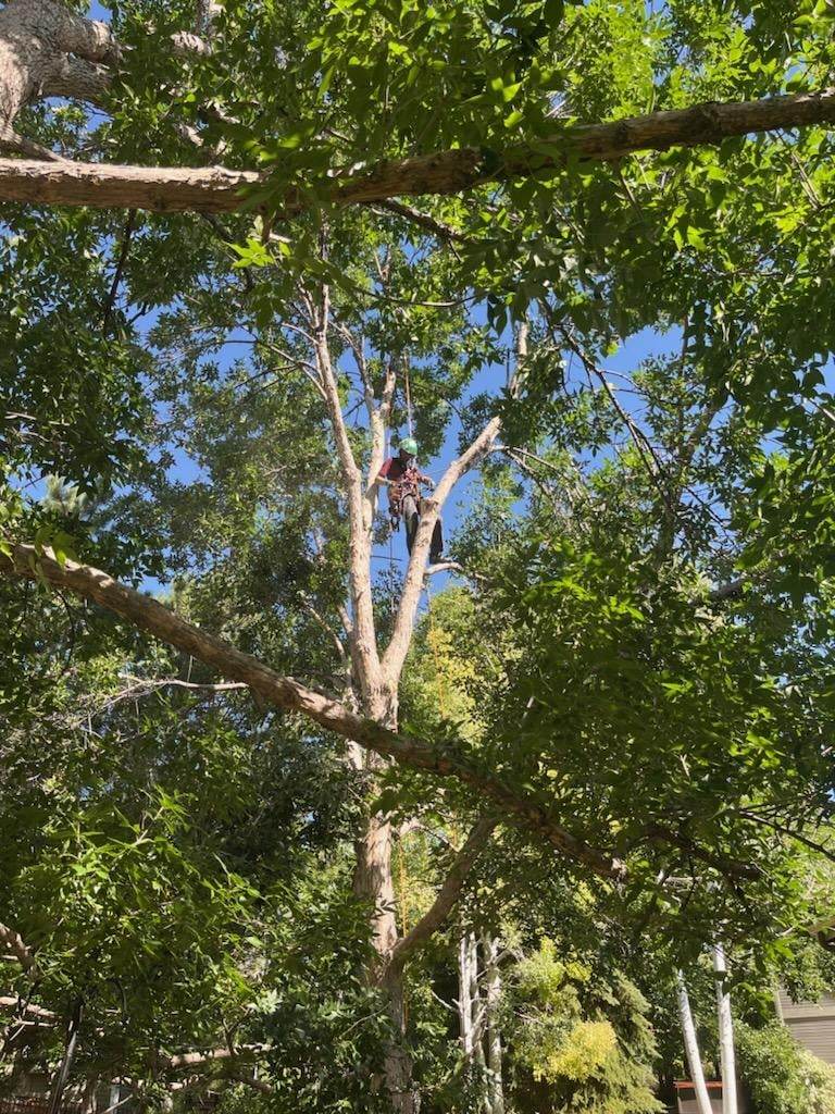 tree swing, tree trimming, stump grinder, tree stump removal, tree service loveland co, tree stump grinder, tree spikes, stump grinding cost, tree service fort collins, tree service near me, tree surgeon, tree removal, tree removal service, tree trimming cost, tree cutting service, tree sprayer, fort collins tree care, tree removal loveland co, tree loppers, tree removal fort collins, tree stump, palm tree trimming, tree pruning, tree stumps for sale, tree surgeon costs, tree stump removal cost, tree specialist, tree slices, tree trimming loveland co, tree transplanting, loveland tree service, top notch tree service, tree stump grinder hire, davey tree service, tree stump removal chemical, tree trimming companies, arborist, tree surgeon manchester, tree trimming san antonio, local tree service, tree trimming austin, collins tree service, tree limb removal, tree surgeon leeds, stump grinder prices, arborist loveland co, tree topper, loveland tree removal, tree branch removal, tree trimer, tree stump removal machine, tree trimming denver, tree removal companies, arborist fort collins, tree service fort collins co, pro tree service, tree stick, tree trimming houston, tree mulch, tree trimming san diego, tree relocation, tree surgeon prices, tree surgeon bristol, tree removal cost, palm tree removal cost, tree removal loveland colorado, tree trimming orlando, tree surgeon birmingham, tree surgeon norwich, tree trimming dallas, tree stump cutting board, tree service prices, tree transplanting cost, cutting tree roots, large tree removal, tree trimming omaha, tree shop, tree trimming service cost, tree trimming las vegas, tree surgeon kent, treetools, tree trimming phoenix, tree surgeon chelmsford, tree surgeon southampton, tree surgeon liverpool, tree planting services, treestuff, apex tree service, tree trimming and removal, tree surgeon brighton, tree surgeon derby, tree trimming prices, budget tree service loveland co, tree surgeon oxford, tree trimming los angeles, tree surgeon wakefield, tree surgeon york, tree trimming fort collins, tree surgeon salary, tree trimming minneapolis, tree trimming cost estimate, tree surgeon cheshire, tree trimming columbia sc, tree trimming pittsburgh, tree trimming dallas tx, tree trimming vancouver wa, treetops nursery, tree trimming lexington ky, limbs and things, tree trimming denver co, tree trimming memphis, tree trimming charleston sc, tree trimming baltimore, tree trimming plano tx, tree trimming katy tx, arbor tree, honolulu tree trimming, tree trimming cedar park, tree trimming omaha ne, lawn care loveland co, tree trimming grand rapids mi, tree species identification, tree stump cooler, rocky mountain tree care, tree trimming portland oregon, tree surgeon truck, tree topping techniques, tree removal greeley co, tree trimming aurora co, tree trimming orange county, tree trimming orlando fl, tree trimmers sacramento ca, tree trimming las vegas nv, tree trimming york pa, tree trimming boulder, tree service longmont, tree trimming manassas va, tree trimming raleigh nc, rocky mountain tree service, lawn care greeley co, tree trimming waukesha, tree removal longmont, tree trimming tucson az, stump grinding fort collins, tree trimming marietta ga, lawn service greeley co, tree trimming alexandria va, landscaping greeley co, landscaping loveland colorado, tree stump projects, collins tree, tree service greeley co, tree trimming arlington va, tree stump tree house, tree trimming san jose ca, tree trimming riverside ca, loveland lawn care, tree trimming buffalo ny, tree trimming gainesville fl, tree trimming franklin tn, tree stump designs, colorado lawn and tree care fort collins, tree trimming washington dc, tree top jobs, loveland landscaping, tree trimming spring tx, tree trimming fairfax va, tree trimming atlanta ga, sycamore tree, tree trimming littleton co, tree trimming longmont, tree trimming philadelphia, lawn service loveland co, tree trimming denton tx, tree doctor fort collins, tree trimming albuquerque nm, tree trimming sarasota fl, tree service windsor co, tree removal colorado, tree trimming orange county ca, tree trimming huntsville al, tree removal longmont co, tree trimmers spokane wa, tree trimming greeley co, tree service longmont co, tree trimming birmingham al, tree trimming long beach ca, tree trimming tulsa ok, tree trimming albany ny, tree trimming greensboro nc, tree trimming longmont co, arbor view tree service loveland co, tree trimming augusta ga, tree stump garden design, tree stump leather, tree trimming durham nc, jupiter tree trimming, kincaid tree service, tree trimming los angeles ca, tree trimming minneapolis mn, lawn care fort collins co, colorado tree service, asplundh tree trimming, tree trimming colorado springs co, tree tips, tree removal loveland oh, tree service in greeley co, tree trimmers greeley co, tree trimming gone wrong, tree three, tree sky, tree trimming greeley colorado, kincaid tree service fort collins, tree trimming milwaukee wi, tree service greeley, lawn mowing service greeley co, parker tree service longmont co, tree trimming chesapeake va, budget lawn care greeley co, colorado lawn and tree fort collins, lawn mowing loveland co, greeley tree removal, tree trimming service arvada colorado, tree studio, davey tree service fort collins, lawn mowing greeley colorado, menjivar tree service greeley co, tree trimming safety tips, tree stump man, lawn mowing fort collins co, colorado tree company, wright tree service greeley co, lawn care services in greeley co, colorado tree trimming, humble tree service greeley co, rocky mountain tree experts, arborist greeley co, tree care longmont co, lawn maintenance greeley co, rocky mountain trees, round rock tx tree trimming, longmont co tree service, lawn service fort collins co, benitez tree service greeley co, tree trimming greeley, timberwolf landscaping fort collins co, landscaping companies fort collins co, lawn maintenance fort collins co, afm tree service fort collins, greeley tree service, christmas trees fort collins co, top notch tree service loveland