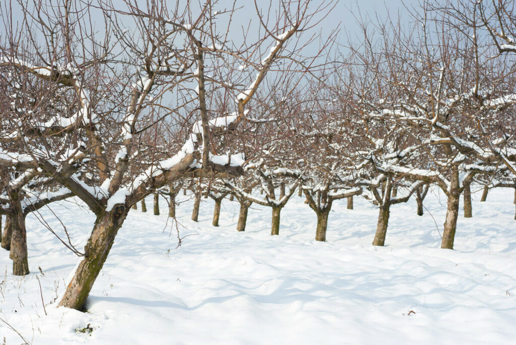 when to prune fruit trees, pruning apple trees, pruning fruit trees, prune fruit, pruning peach trees, pruning plum trees, pruning pear trees, trimming apple trees, pruning apricot trees, pruning cherry trees, trimming fruit trees, apple tree care, trimming peach trees, apple trees for sale, fruit trees for sale, trees for sale, dwarf fruit trees, pruning apple trees in winter, flowering trees, ornamental trees, pruning fruit trees for dummies, fruit trees, pruning apple trees in fall, pruning old apple trees, pruning lemon trees, pruning fruit trees in winter, trimming pear trees, pruning fig trees, pruning olive trees, apple tree, pruning citrus trees, pruning apple trees in spring, best time to prune peach trees, mature apple tree, pruning peach trees in winter, best time to prune pear trees, trimming apple trees in winter, pruning dwarf apple trees, peach tree pruning time, apple pruning, pruning fruit trees in summer, pruning young fruit trees, trimming plum trees, tree pruning, pruning trees in summer, best time to prune plum trees, pruning pear trees in winter, pruning young apple trees, pruning fruit trees in fall, pruning trees in winter, fruit tree maintenance, fruit tree care, grafting fruit trees, pruning stone fruit trees, pruning orange trees, best time to prune apple trees, pruning young peach trees, pruning plum trees in winter, pruning peach trees in fall, pruning plum trees in autumn, pruning neglected apple trees, apple tree pruning time, best time to prune fruit trees, trained fruit trees, trimming cherry trees, summer pruning apple trees, summer pruning plum trees, time of year to prune fruit trees, pruning old plum trees, apricot pruning, pruning overgrown apple trees, trim apple trees properly, trimming trees in winter, pruning fruit trees in spring, trimming apple trees pruning, when can i prune my apple tree, pruning dwarf fruit trees, pruning peach trees in spring, how to prune fruit trees, pruning new apple trees, pruning old cherry trees, best pruning shears for fruit trees, pruning young pear trees, when to cut back apple trees, pear tree pruning time of year, peach pruning, winter fruit trees, pruning apple trees in autumn, what time of year to prune apple trees, pruning pear trees in fall, pruning nectarine trees, apple tree branch, trimming apple trees in fall, pruning dwarf peach trees, pruning small fruit trees, pruning apricot trees in summer, when to prune apple trees, prune plum, pruning plum trees in fall, pear pruning, trimming fruit trees in spring, pruning cherry trees to keep them small, pruning new fruit trees, fruit trees in texas, pruning mature apple trees, how to prune an apple tree, apple pruning time, pruning small apple trees, apple tree care in spring, young fruit trees, cutting back apple trees, trimming trees in summer, pruning apple trees for fruit production, fruit prune, pruning peach trees in summer, pruning apricot trees best time, pruning dwarf cherry trees, training apple trees, summer fruit trees, prune branches, when to cut apple trees, when to cut back trees, when to cut back fruit trees, pruning victoria plum trees, pruning old pear trees, flowering plum tree care, pruning pear fruit trees, apple tree cuttings, when to spray fruit trees, time of year to prune apple trees, best time to prune trees, plum tree maintenance, time of year to prune trees, how to prune a peach tree, fruit tree care in spring, apple tree pruning time of year, when can i prune apple trees, pruning dwarf citrus trees, pruning old peach trees, when to prune trees, how to trim a tree, when to prune plum trees, pruning plum trees in spring, pruning old apricot trees, trimming apple trees in spring, what time of year to prune fruit trees, when to trim trees, pruning flowering plum trees, topping fruit trees, when to plant fruit trees, pruning old fruit trees, pruning pear trees in spring, pruning citrus fruit trees, how to prune a tree, young apple tree, when to prune peach trees, pruning fruit trees to keep them small, cutting back fruit trees, heirloom fruit trees, top fruit trees, pruning plum trees after fruiting, best way to prune apple trees, fruit tree suckers, pruning pear trees in summer, what time of year to prune trees, how to prune a lemon tree, trimming apricot trees, apple tree maintenance, apple tree spurs, pruning young plum trees, apple tree in spring, how to plant fruit trees, young pear tree, when can i prune fruit trees, can you prune fruit trees in the fall, apple wood branches, pruning victoria plum trees best time, old fruit trees, pruning nectarine trees best time, organic dwarf fruit trees, free fruit trees, tree pruning shapes, when to fertilize fruit trees, vertical apple tree, multi fruit tree, pollarding fruit trees, scaffold limbs, how to grow fruit trees, when to cut back plum trees, pruning apricot trees in winter, vertical fruit trees, pruning young cherry trees, how to graft fruit trees, pruning semi dwarf apple trees, young apple tree care, pruning patio fruit trees, upright apple tree, how to prune a plum tree, pruning apricot fruit trees, pruning ornamental plum trees, stark bros fruit trees, how to prune a pear tree, pruning apple trees in late spring, pollarding cherry trees, pruning trees in spring, pruning prune trees, when to cut fruit trees, topping apple trees, nectarine pruning, pruning pear trees for fruit production, best time to prune cherry trees, cutting back trees, pruning for dummies, summer pruning nectarine trees, when is the best time to prune trees, can you prune trees in summer, pollarding apple trees, pruning peaches and nectarines, pruning mature cherry trees, when to prune cherry trees, pear tree in spring, properly pruned apple tree, when to prune lemon trees, pruning dwarf pear trees, shaping fruit trees, when to prune roses, pruning miniature fruit trees, best way to prune a tree, apple tree shape, pruning apple trees after budding, pruning mature peach trees, when to prune pear trees, when can i prune trees, apple tree in summer, can you prune trees in the winter, summer pruning apples, wild fruit trees, apple trim, pruning trees to keep them small, can you prune apple trees in april, how to prune a cherry tree, plum tree pruning time of year, when to prune maple trees, pruning trees in autumn, pruning peach trees after harvest, cutting apple tree branches, pruning 2 year old apple trees, when to trim apple trees, pruning 3 year old apple trees, how to trim an apple tree, when do you prune apple trees, pictures of fruit trees, pruning dwarf nectarine trees, tree pruning tips, pruning wild apple trees, pruning garden trees, pruning large apple trees, horizontal fruit trees, well pruned apple tree, new apple tree care, when to prune fig trees, when to prune shrubs, pruning miniature apple trees, prune, pruning plum trees in september, can you prune trees in spring, pear tree maintenance, can you trim trees in the spring, apple tree summer, pruning overgrown fruit trees, when is the best time to prune fruit trees, pruning dwarf orange tree, pruning dwarf citrus, pruning spur bearing apple trees, pruning apple trees nz, when to prune apricot trees, tree pruning for dummies, how to prune citrus trees, when to cut back citrus trees, growing apple trees from cuttings, pruning old trees, pruning apple trees in september, when can i prune my plum tree, pruning overgrown peach trees, time to prune trees, summer pruning cherry trees, when is the best time to prune apple trees, pruning a tree to keep it small, apple tree fruiting spurs, how to prune an apricot tree, pruning saplings, pruning newly planted fruit trees, pruning trees in september, trimming apple trees in summer, when to prune oak trees, what is tree pruning, can you trim trees in the fall, pruning tree branches, when do you prune fruit trees, how to prune, trimming trees in spring, trees pruned into shapes, when to trim fruit trees, thinning apple trees, when to prune, tree crops, pruning apricot trees australia, peach tree suckers, pruning for flowers and fruit, when is best to prune trees, pruning stone fruit, pluot tree care, cutting branches off trees, apple tree cut out, drought tolerant fruit trees, 3 year old apple tree, how to care for fruit trees, stark fruit trees, pruning bramley apple trees, trimming old apple trees, how to trim fruit trees, apple tree removal, can i prune apple trees in march, hard pruning apple trees, 2 year old apple tree, pruning trees in fall, ornamental plum tree care, when not to prune trees, when can i prune my trees, when do you prune peach trees, can you prune fruit trees in summer, how to trim a peach tree, flavourcot apricot tree, apple tree water shoots, how to prune an orange tree, orchard pruning, can you trim trees in the summer, productivity tree, how and when to prune apple trees, fruit tree pruning service, tree pruning guide, what happens if you prune apple trees in the summer, how much to prune a tree, how do you prune an apple tree, can i prune trees in summer, when to summer prune apple trees, best time to trim apple trees, pruning japanese plum trees, pruning apricot trees nz, 1 year old apple tree, prune nectarine, how to trim a tree properly, how to prune an apple tree diagram, peach tree branches too heavy, summer fruit from a tree, desert fruit trees, when to prune pine trees, when to trim peach trees, apple tree pruning guide, can you prune trees in the fall, when can i prune a cherry tree, cutting back a cherry tree, trees with downward branches, when should you prune trees, plums and prunes, how to prune apple trees video, pruning peach trees australia, how to prune a nectarine tree, bare root fruit trees, transplanting fruit trees, how to prune a fig tree diagram, can you prune apple trees in summer, when is the best time to trim apple trees, when to cut back cherry tree, when should you prune apple trees, how to prune a fig tree video, when do you prune trees, when do you prune plum trees, apple trees in winter, plum tree pruning guide, horizontal growing fruit trees, best time to trim fruit trees, how to prune an apple tree correctly, how do you prune a peach tree, fruit tree pruning guide, when should trees be trimmed, how and when to prune fruit trees, when should trees be pruned, to prune, pruning fruit trees australia, apple tree pruning video, apple tree pruning tools, how to trim a cherry tree, how to trim a pear tree, fruit tree pruning video, how to prune apricot trees australia, fruit tree pruning calendar, how to prune apple trees in winter, fruit tree images, when should you prune fruit trees, can you trim tree branches in summer, apple tree pruning tips, how to prune a plum tree diagram, how much is a pear tree, pruning plum trees australia, how to prune fruit trees video, trimming trees in fall, how do you prune fruit trees, how to prune a peach tree in winter, trained pear tree, when is the best time to trim fruit trees, youprun, when is the best time to prune a plum tree, peach tree pruning diagram, how to prune a pear tree video, youtube pruning fruit trees, how do you prune a plum tree, how do you prune a tree, pruning overgrown trees, best time to cut tree branches, when to trim plum trees, when to prune apple trees in england, cherry tree pruning video, when do you prune pear trees, how to prune apricot trees in california, when can you prune trees, tree pruning season, when to prune cherry trees in bc, pruning fruit trees uk, when to prune fruit trees in victoria, overgrown apple tree, when should fruit trees be pruned, when to prune fruit trees in bc, when can you prune apple trees, how to maintain apple trees, how to trim apple trees properly, when is the best time to cut back trees, when and how to prune plum trees, best time of year to prune apple trees, how do i prune an apple tree, how to trim a plum tree, fruit trim, peach tree pruning guide, fig tree pruning diagram, pruning old apple trees video, how to properly prune a tree, how to prune a nectarine tree diagram, how do you prune a pear tree, how to prune fruit trees in winter, what is the best time to prune trees, cutting back trees in spring, can i prune trees in the fall, apricot tree pruning video, fruit tree whips, when do i prune my apple tree, when to prune stone fruit trees, when to prune plum trees in bc, how to trim an apple tree video, proper way to trim a tree, fruit tree pruning course, when is the best time to prune a cherry tree, fruit tree pruning tools, when do you prune cherry trees, how to prune apple trees to keep them small, tree producing summer fruit, pruning plum trees in october, when should i prune my plum tree, tips for pruning fruit trees, peach tree branch, how to prune apple trees uk, how to prune fruit trees youtube, tree pruning before and after, when do you trim fruit trees, trim my tree, upright fruit trees, how to prune a dwarf peach tree, how to prune pear trees in winter, how to prune a peach tree in summer, how to prune young fruit trees, how to prune a plum tree video, how and when to prune pear trees, how to prune a tree to keep it small, pruning apple and pear trees, how to prune plum trees australia, best time to prune apricot trees, how to prune an overgrown apple tree, weeping cherry tree pruning, when to trim cherry trees, pruning bare root fruit trees, can i prune my tree in spring, apple tree in winter, best time of year to cut back trees, cherry tree pruning diagram, how to prune apple trees in summer, best time of year to prune fruit trees, apricot tree pruning guide, apple tree pruning diagram, how to trim apple trees in winter, pruning young trees spring, when is the best time to prune a pear tree, pear tree in winter, small apple tree pictures, fruit tree maintenance calendar, when to prune fruit trees in texas, training and pruning fruit trees, what time of year do you prune apple trees, when should i prune my peach tree, pruning dwarf fruit trees pictures, how to prune apple trees pictures, how to prune a cherry tree diagram, how to prune a fruit tree correctly, what time of year do you prune trees, root pruning fruit trees, how to lop a tree, best time to prune apple trees uk, when do i prune my peach tree, when is a good time to prune apple trees, proper way to prune a tree, how to prune dwarf citrus trees, when do you prune apricot trees, when to prune apple trees in oregon, pruning apple trees before and after, what is the best time to prune apple trees, how to prune apple and pear trees, how do you trim an apple tree, when do you trim peach trees, when is a good time to prune fruit trees, peach tree pruning first year, tree pruning advice, how and when to trim apple trees, when is the right time to prune apple trees, whipping tree, tree pruning diagram, apple pruning guide, summer pruning fruit trees australia, when to trim pear trees, how to prune an orange tree video, how and when to prune a cherry tree, apple tree care guide, best way to trim a tree, when is it best to prune trees, how do i prune a peach tree, when should you prune plum trees, tree trimming for dummies, what time of year do you prune fruit trees, when do i prune fruit trees, how to prune a young peach tree, how to prune a peach tree in fall, fruit tree pruning techniques, when to prune bramley apple trees, when to prune plum trees in england, how and when to prune trees, what is a prune tree, can trees be trimmed in the spring, fruit tree care tips, apple pruning techniques, when to prune fruit trees in california, when to prune pear trees in england, tree pruning pictures, how to prune apple trees in fall, how to cut tree branches, training peach trees, when should i prune my fruit trees, when should you prune a peach tree, how to prune fruit trees in spring, how to prune a mature apple tree, how often should trees be trimmed, when do i prune plum trees, how to prune plum trees in winter, how to keep fruit trees small, pruning time, pruning citrus trees video, how to cut back a tree, when to prune apples, how to prune pear fruit trees, how to prune an overgrown pear tree, how to trim trees correctly, how often should trees be pruned, how do i prune my apple tree, apple pruning video, apple tree winter care, how to trim fruit trees properly, how to trim apple tree in spring, how to prune an old plum tree, best time to trim peach trees, cutting lower branches off trees, why prune fruit trees, how do you trim a peach tree, how to trim a peach tree video, what does a prune tree look like, when is it too late to prune fruit trees, cherry tree pruning guide, when should you prune a plum tree, what time of year should you prune trees, best month to prune trees, the best time to prune apple trees, how to trim an apricot tree, how to prune a plum tree with pictures, when do you prune, prune fruit picture, apricot tree height, is it too late to prune fruit trees, pruning tip bearing apple trees, how to prune old fruit trees, when do u prune apple trees, when to cut branches off trees, you prune, when can you prune fruit trees, when to prune nectarine trees in california, how to prune an old pear tree, how to prune an old cherry tree, how to prune apple trees in spring, how to prune fruit trees in the fall, when should you prune cherry trees, when should you trim apple trees, when to prune victoria plum tree, train fruit trees, prune trees in fall or spring, when should trees be cut back, can i prune trees in spring, what to do with prune plums, when to prune fruit bushes, how to prune a flowering plum tree, best time to trim trees in california, when to prune young apple trees, what is the best time of year to prune trees, when to prune fruit trees in canberra